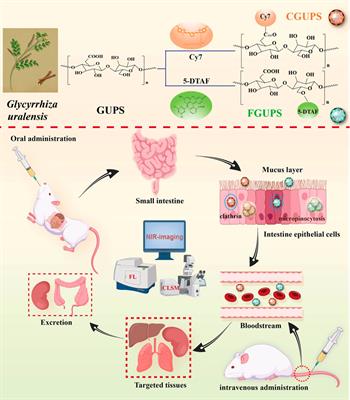 In vivo pharmacokinetics of Glycyrrhiza uralensis polysaccharides